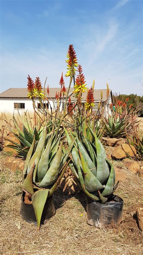 Aloe Hybrid In Flower Johans Hybrids Vaal Retreat 1 Sept 2018