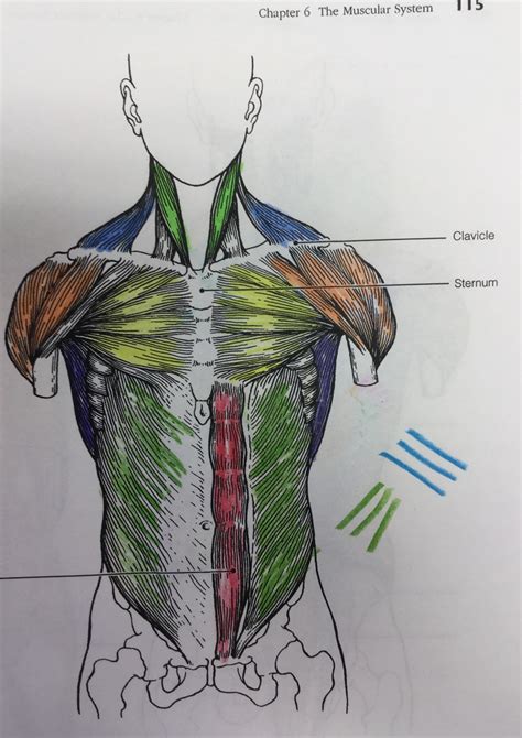 The middle trapezius also helps stabilize the shoulder during certain arm movements. Sternocleidomastoid, trapezius, deltoid, pectoralis major...