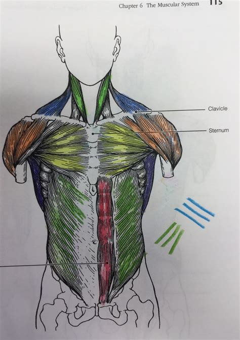 The upper trapezius is a complex muscle in that the muscle crosses over a dozen joints. Sternocleidomastoid, trapezius, deltoid, pectoralis major...