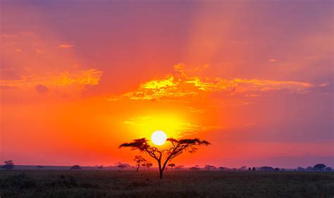 Savanna Sunrise And Acacia Tree In The Serengeti Tanzania Africa Stock