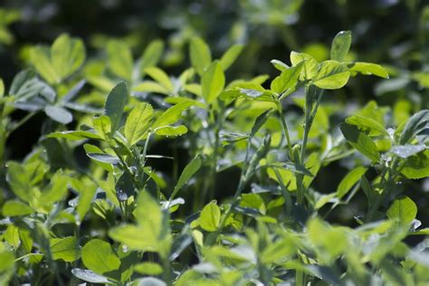 Cómo Obtener La Mayor Rentabilidad Con El Cultivo De Alfalfa Agroptima