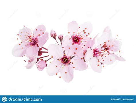 Up Close Light Pink Cherry Blossoms Sakura Isolated On A White
