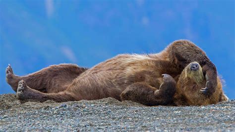 Bing Image This Grizzly Has Napping Day Down Bing