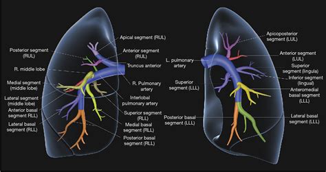 Figure 1 From Pulmonary Vascular Anatomy And Anatomical Variants