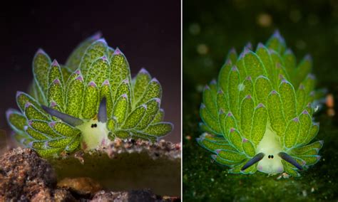 Fun Photos The Most Adorable Sea Slug That Looks Like A Sheep And