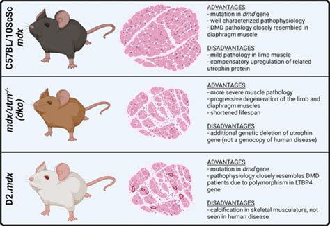 Murine Models Of Duchenne Muscular Dystrophy Is There A Best Model American Journal Of