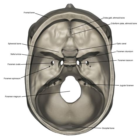 Superior View Of Human Skull Anatomy With Annotations Poster Print By Photon Illustration