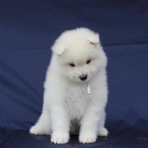 Samoyed Puppies For Sale Samoyed Puppies For Sale