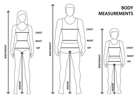 Human Body Measurements Stock Vectors Royalty Free Human Body