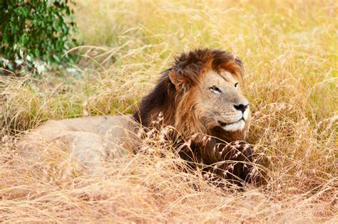 African Lion Facts