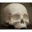 Laser Cutting Cardboard To Make A Human Skull  14 Steps With Pictures