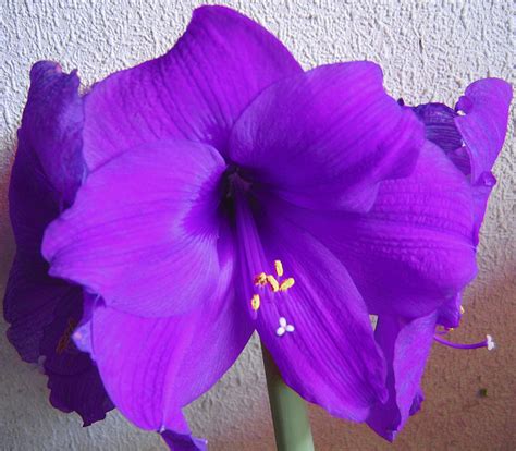 Wedding Flowers Flower For Respect Purple Amaryllis