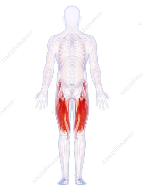 Human Thigh Muscles Artwork Stock Image F0101710 Science Photo