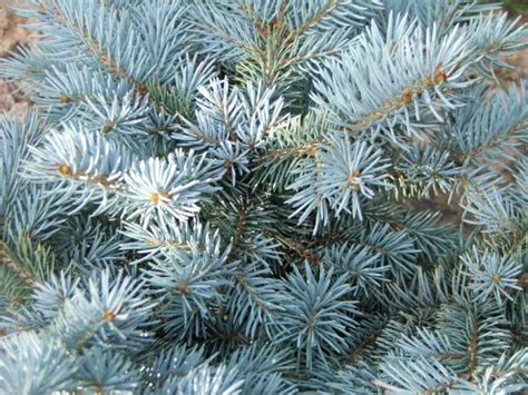 Picea Pungens ‘koster Pepiniere Bourgogne
