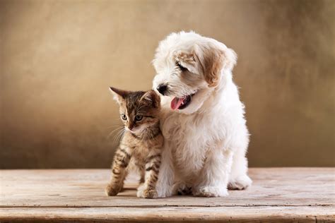 Cute Baby Kittens And Puppies Together Adorable Puppies And Kittens