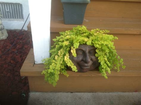 Rite aid christmas decor 2020christmas 2020rite aid shop with me november 2020come shop with me at rite aid for christmas decor 2020, we took a walkthrough d. Creeping Jenny plant in a face planter. It only cost me 9 ...