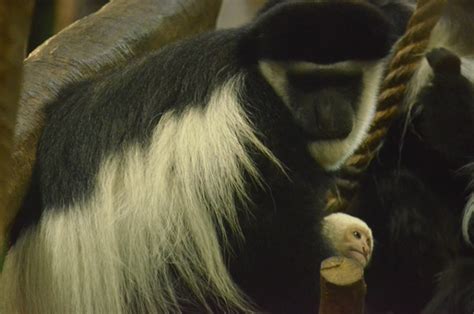 Third Colobus Monkey Baby Born The Maryland Zoo