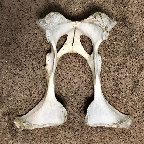 Cow Pelvis Found Object Nature Cleaned Bone Art Etsy