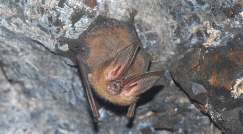 3 Big Eared Bat Species Found In Virginia Virginia Bat Pros