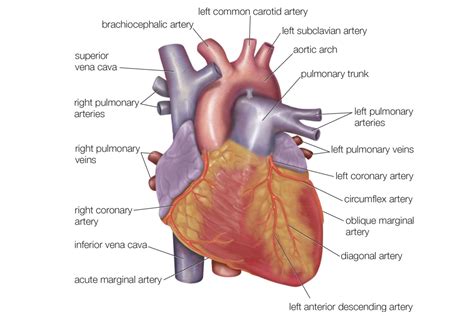 Labeling Heart Diagram Human Anatomy