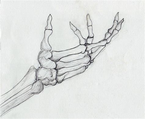 Skeleton Hand Drawing Skeleton Drawings From The Library Of Nat