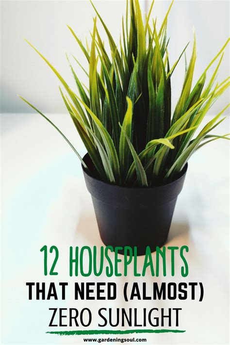 12 Houseplants That Need Almost Zero Sunlight Indoor Plants Low