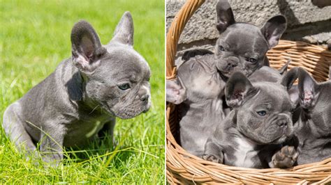 How Do French Bulldogs Have Puppies