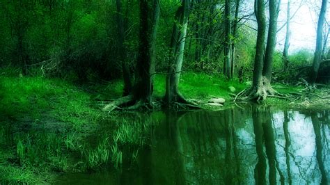 Forest With Foliage Green Trees And Pond During Spring Hd Nature