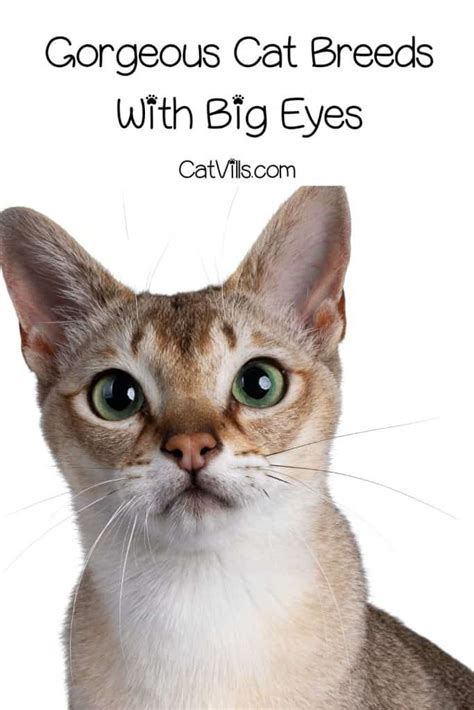 20 Breeds Of Cats With Big Eyes Eyes That Mesmerize