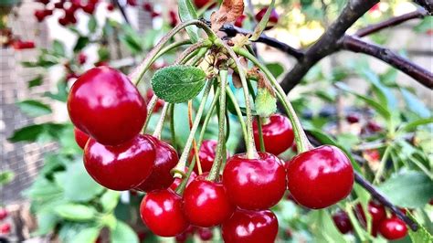 How To Grow A Cherry Tree Growing Cherries