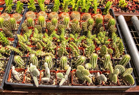 64 2 Inch Assorted Cacti Also In 12 6 And 4 Packs Available Etsy