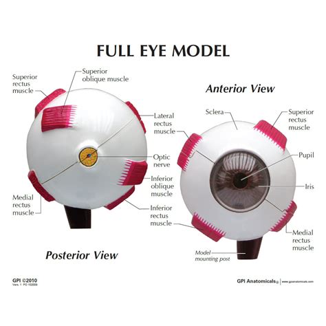 Eye Models
