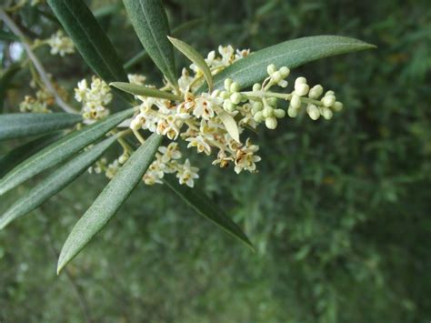 Olive Tree Flowers Images