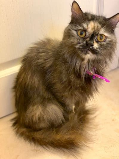 Specialty purebred cat rescue is a group located in the midwest that rescues all types of purebred cats, including ragdolls. Available Cats - Specialty Purebred Cat Rescue