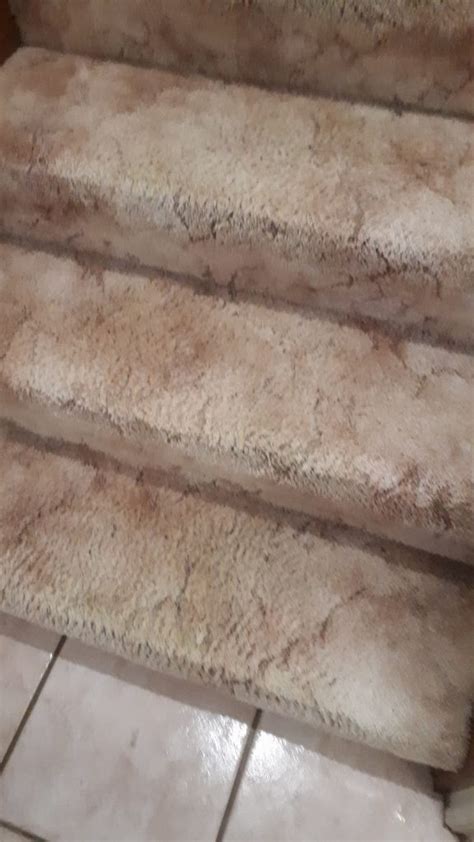 Carpet cleaning and pest control service brisbane. Carpet Cleaning, Pest Control Caboolture and Brisbane ...