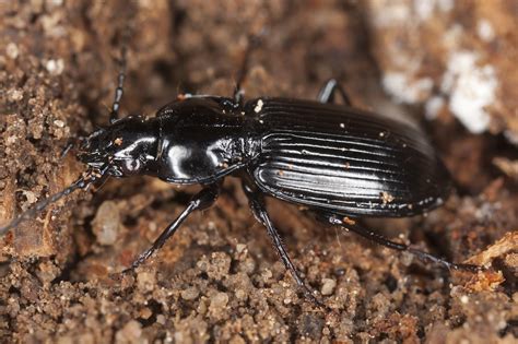 Black Beetle Control And Treatments For The Home Yard And Garden
