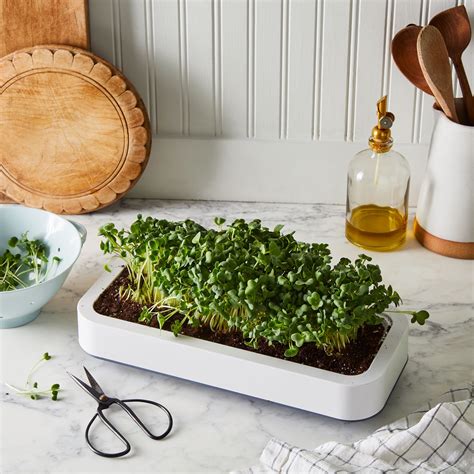 Countertop Microgreen Grower In 2020 Gardening Kits Aquaponics Diy
