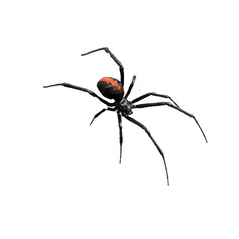 Black Widow Spider Png Images Transparent Hd Photo Clipart