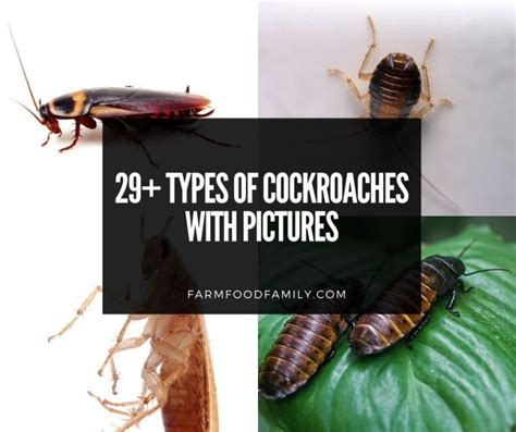 Different Types Of Cockroaches With Pictures Roach Identification Tips