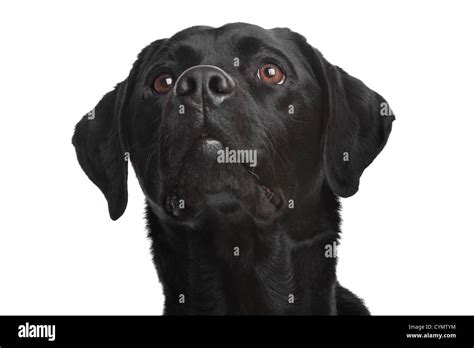 Black Labrador In Front Of A White Background Stock Photo Alamy