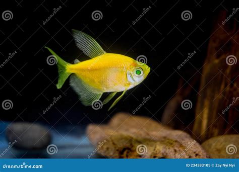 Fluorescent Glofish Tetra Barb Sunburst Orange Color Stock Image
