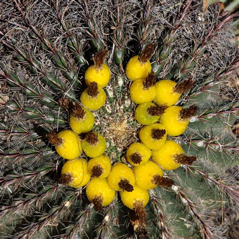 Smaller populations may also be found in southern new mexico, western texas and northern mexico. Fruits of Fish-hook Barrel Cactus (Ferocactus wislizenii ...
