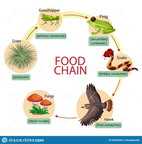 Diagrama Da Cadeia Alimentar Ilustração do Vetor Ilustração de produtor criatura