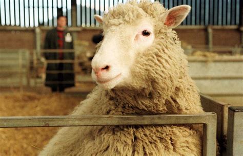 Uk Biologist Who Helped Create Cloned Sheep Dolly Dies Ctv News