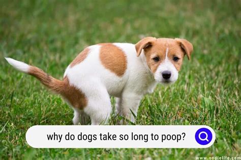 Why Do Dogs Take So Long To Poop Explained Oodle Life