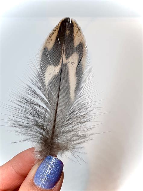 Natural Hen Mallard Duck Feathers Ethnically Sourced Etsy