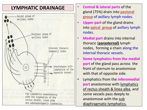 Learn about breast anatomy so you can better understand breast cancer, be aware of anything unusual, & have better dialogue with your doctor. Lymphatic Drainage Of Mammary Glands - Best Drain Photos ...