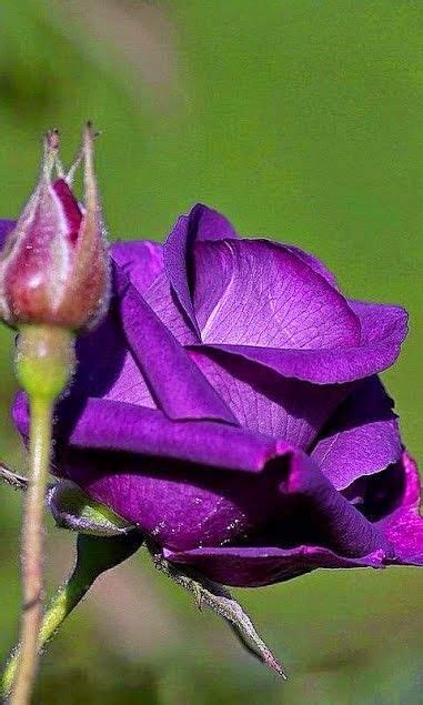 Rosa Morada Amazing Flowers My Flower Beautiful Roses Purple Flowers