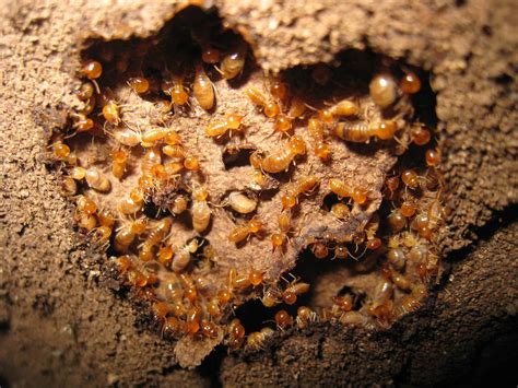 Termites In Oregon Types Risks And How To Prevent Them A Z Animals