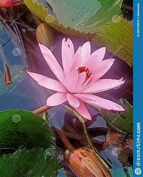 Flower Red Lotus Wild Water Plant Beauty Stock Image Image Of Flower